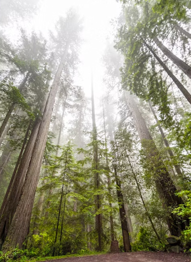 Lightning Facts: Park Rangers appear to have higher odds